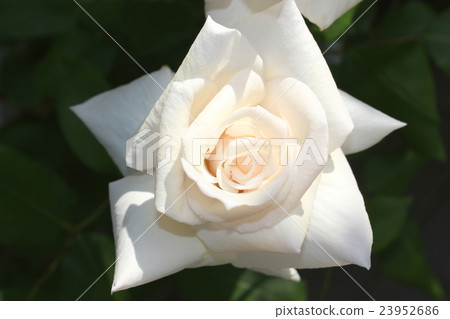 Rose and Southern Princess Rose and Southern Princess 23952686