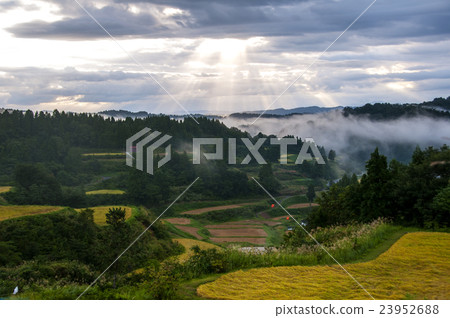 Rice terrace at dawn 23952688