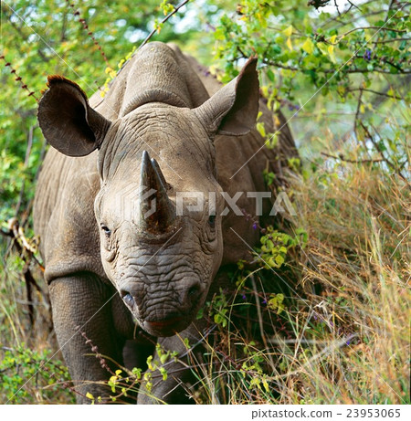 rhino rhino 23953065