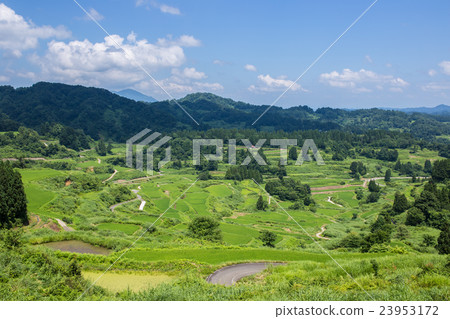 Rice paddy of Star Pass 23953172
