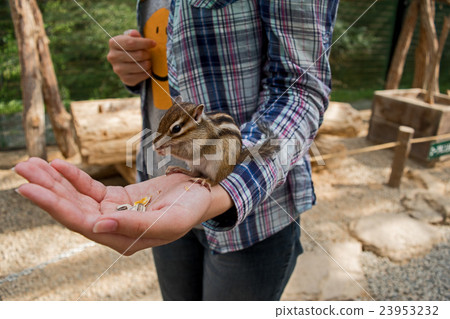 Chipmunk eating out of a persons' hand Chipmunk eating out of a persons' hand 23953232