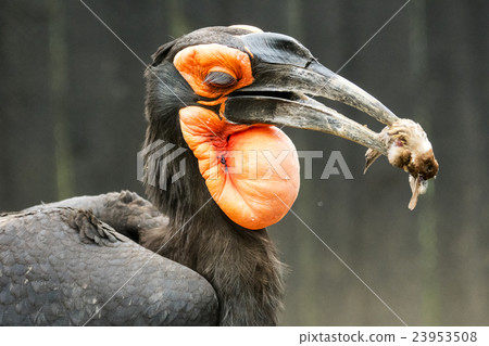 Yokohama Zurasia Zoo Yokohama Zurasia Zoo 23953508