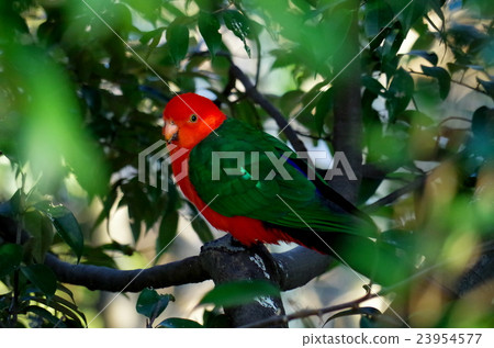 鳥·Kinshou Inouko 23954577