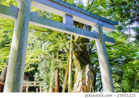 大型Zelkova和鳥居 23955225