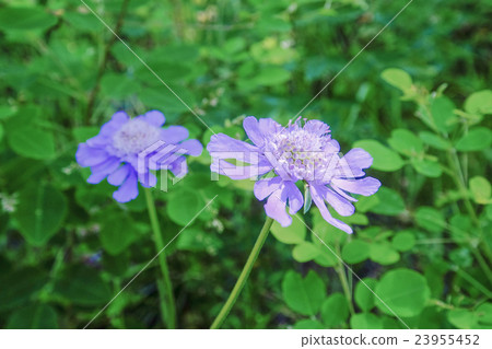 Matsumushisou 23955452