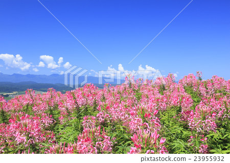 北海道富良野市奶油 23955932