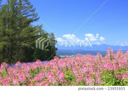 北海道富良野市奶油 北海道富良野市奶油 23955933