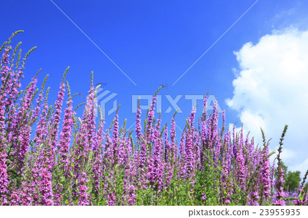 富良野市北海道北海道 23955935