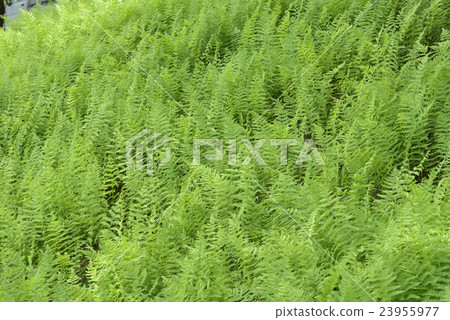 Green wave Green wave 23955977