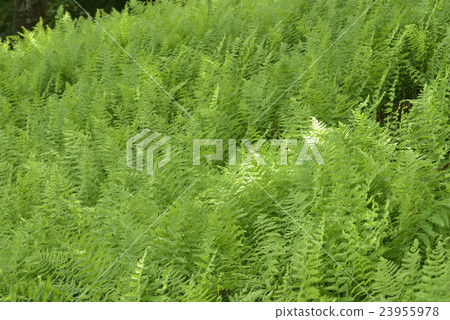 Green wave Green wave 23955978