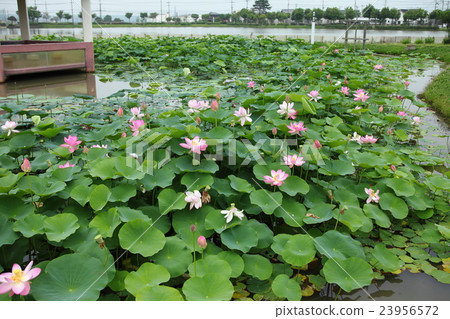 Hasuke在Hirateke公園 23956572