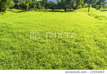 a meadow a meadow 23956963