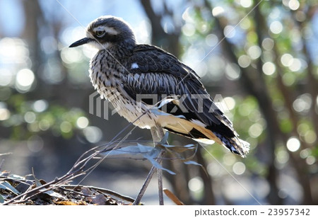 鳥/澳大利亞Ishidori 鳥/澳大利亞Ishidori 23957342