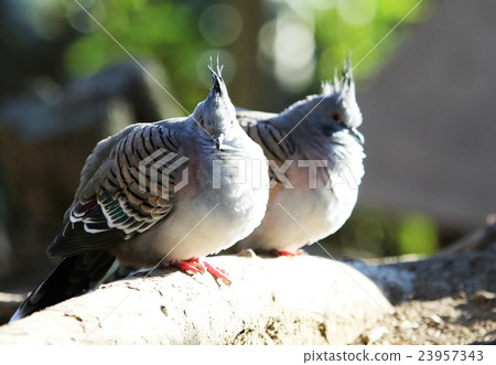 鳥/遊俠罐 鳥/遊俠罐 23957343