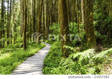 Forest trail 23957362