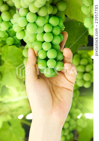 葡萄收穫和馬斯喀特狩獵的圖像材料 23957785