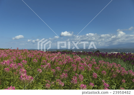 富良野奶油花田 富良野奶油花田 23958482