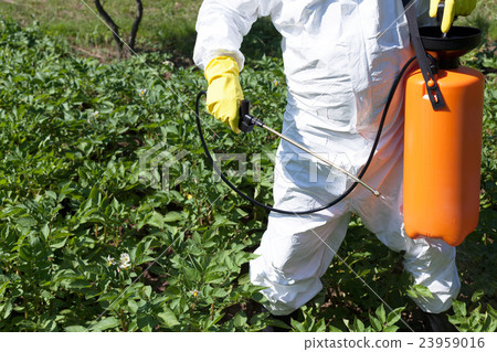 Man spraying toxic pesticides in vegetable garde Man spraying toxic pesticides in vegetable garde 23959016