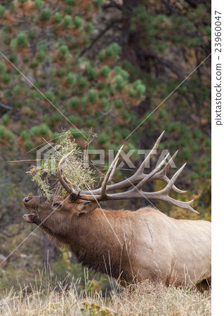 Bull elk bugling 23960047