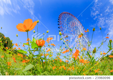 Kasai Rinkai Park Cosmos and Ferris Wheel 23960096