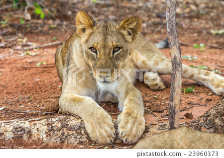 Lioness in African safari 23960373