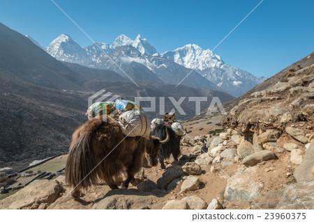 Yaks in Himalayan mountains in Nepal 23960375