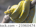 Yellow snake on a branch 23960474