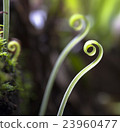 curly twig against green background 23960477
