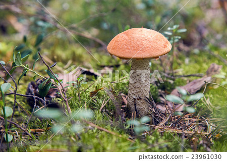 mushroom orange-cap boletus with an  hat 23961030