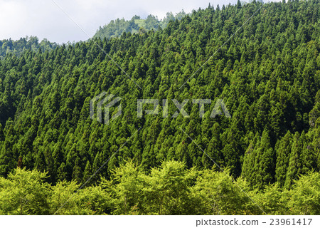 Green forest Green forest 23961417