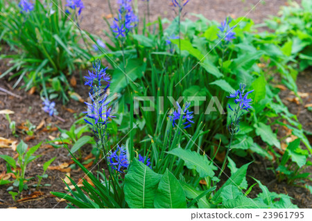 Beautiful bright blue flowers in the park 23961795