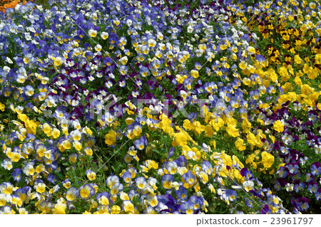 Bright and colorful pansies and violas 23961797