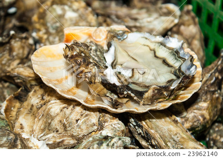 fresh oysters straight the sea to market in France fresh oysters straight the sea to market in France 23962140