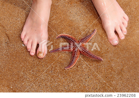 children's feet a beautiful starfish on the beach 23962208