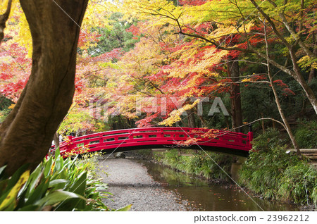 Koga Shrine autumn leaves 23962212