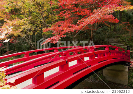 Koga Shrine autumn leaves 23962213