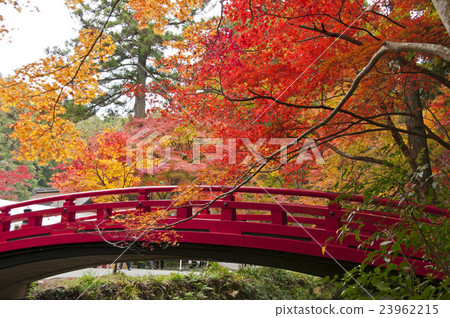 Koga Shrine autumn leaves 23962215