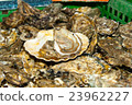 fresh oysters straight the sea to market in France 23962227