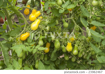 Tomatoes in a greenhouse Tomatoes in a greenhouse 23962467