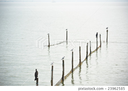 Northern Sea landscape 23962585