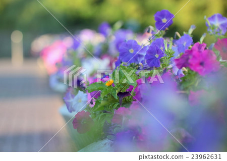 Colorful Saffinia 23962631