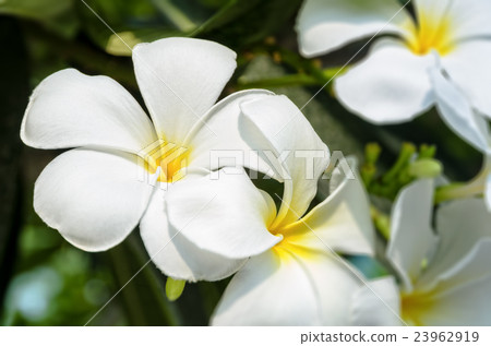 White flower of Plumeria 23962919