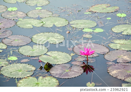 Red flower of Water Lily 23962921