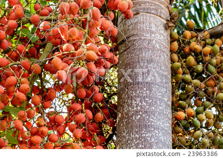 Betel nut palm or nuts on tree Betel nut palm or nuts on tree 23963386
