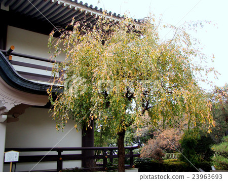 Confucius Tree 23963693