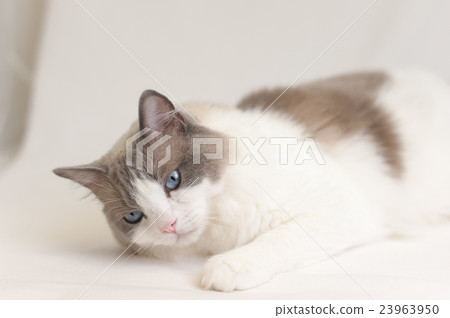 What? What? 23963950