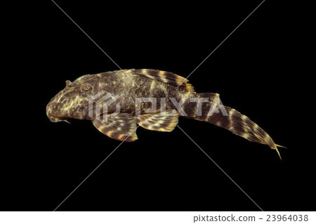 Tiger Preco Tiger Preco 23964038