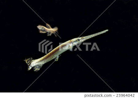 Garbled Garbled 23964042