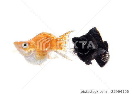 Balloon Morley 23964106