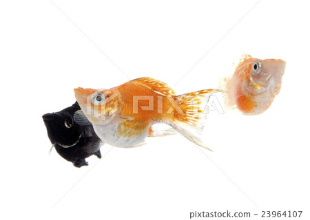 Balloon Morley 23964107